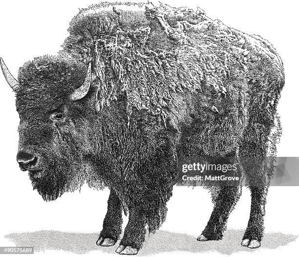 buffalo - wild cattle stock illustrations
