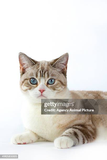 scottish straight - cat with cream stockfoto's en -beelden