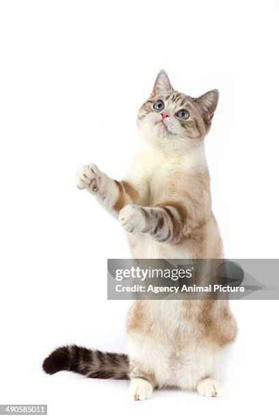 scottish straight - domestic cat standing stock pictures, royalty-free photos & images