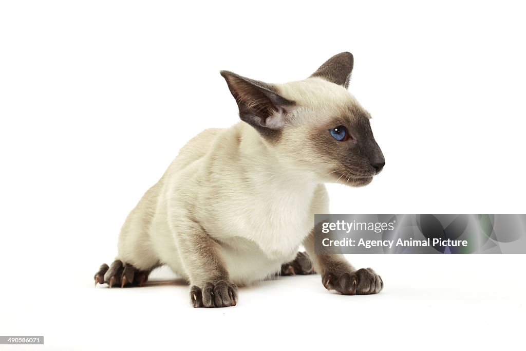 Siamese