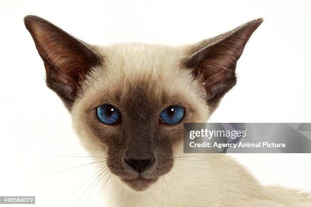 siamese - siamese cat stockfoto's en -beelden