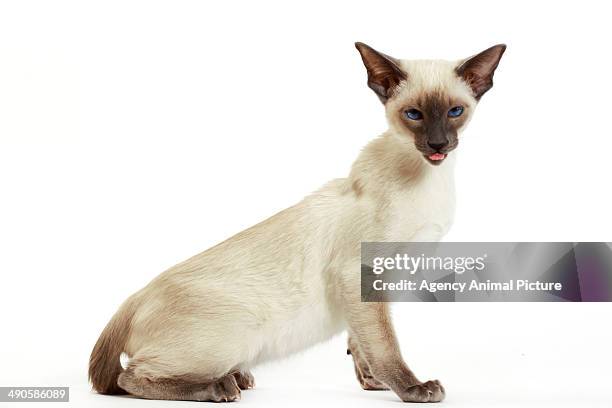 siamese - siamese cat stockfoto's en -beelden