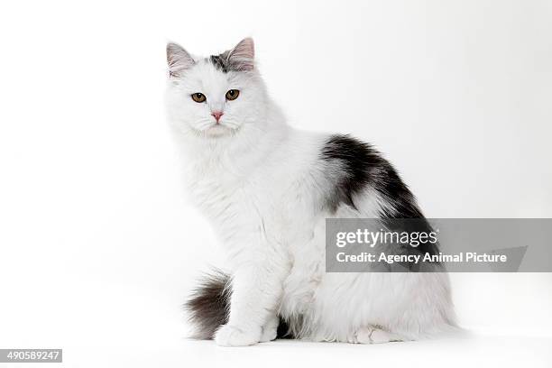 siberian - siberian cat stock pictures, royalty-free photos & images