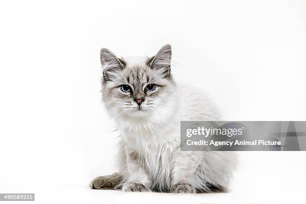 siberian - siberian cat stock pictures, royalty-free photos & images