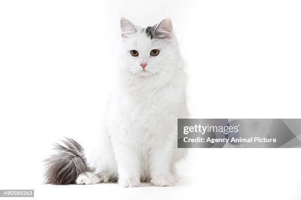 siberian - sibirisk katt bildbanksfoton och bilder