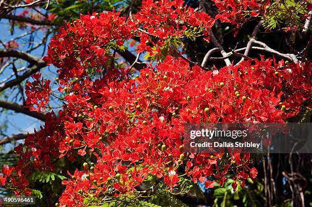 flame tree flowers in full bloom - delonix regia stock pictures, royalty-free photos & images