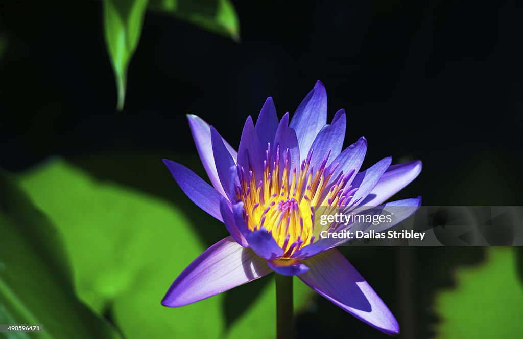 Detail of lotus flower