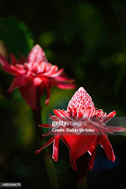 detail of ornamental ginger plant flowers - rarotonga stock pictures, royalty-free photos & images