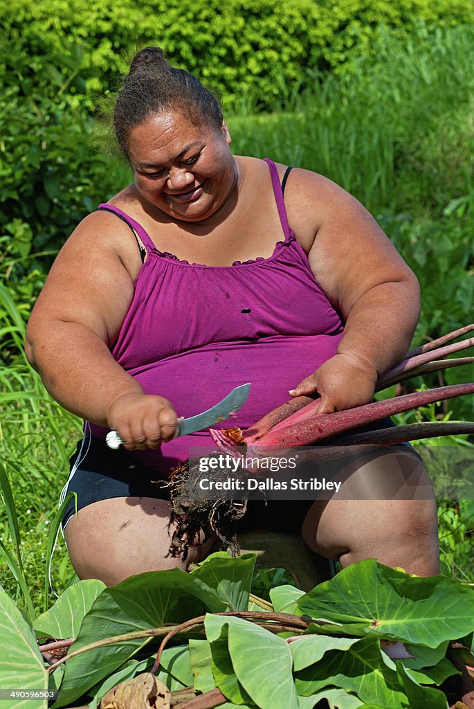 Woman harvesting taro root
