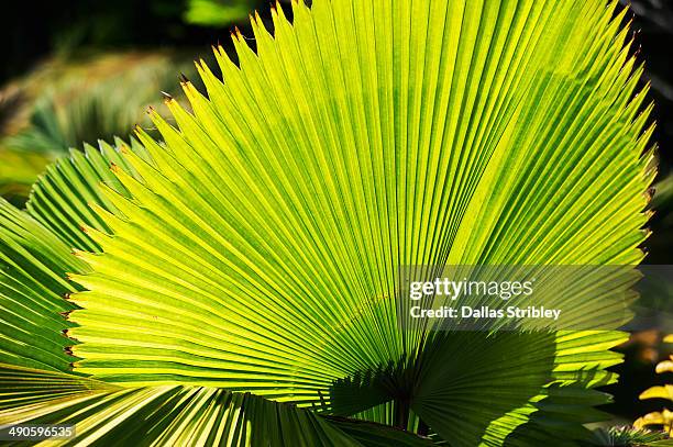 Fan Shaped 204 Fan Shaped Leaves Stock Photos, High-Res Pictures, and Images ...