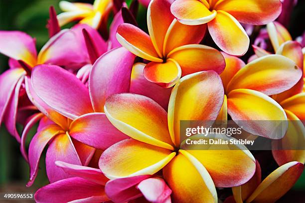 frangipani ( plumeria ) flowers - rarotonga fotografías e imágenes de stock