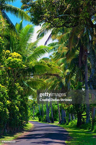 palm-lined country lane - cook islands stock pictures, royalty-free photos & images