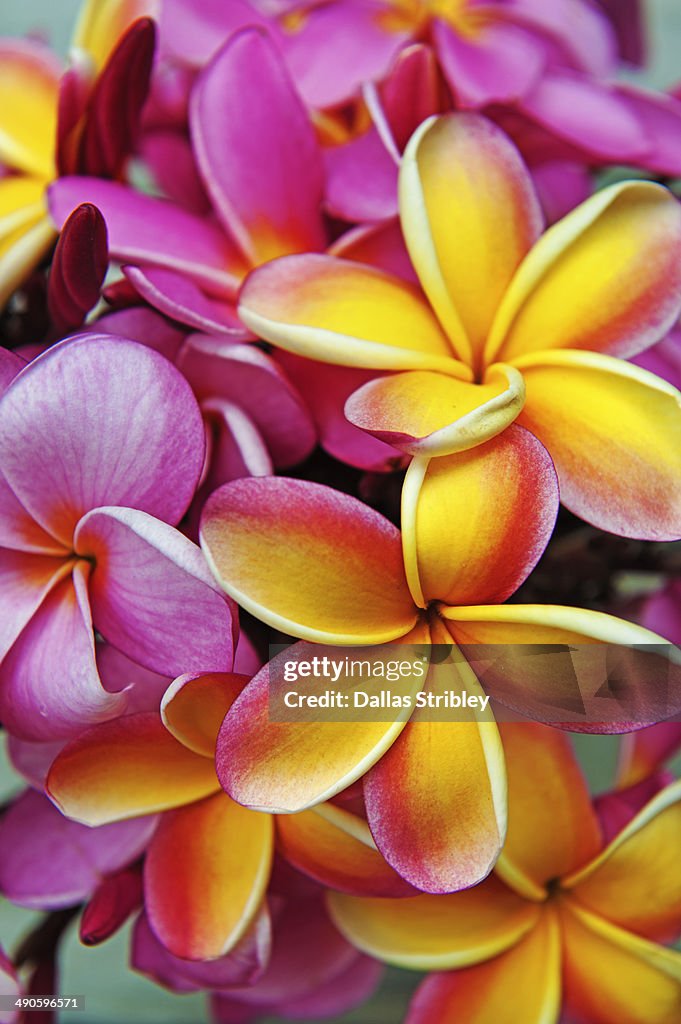 Frangipani ( plumeria ) flowers