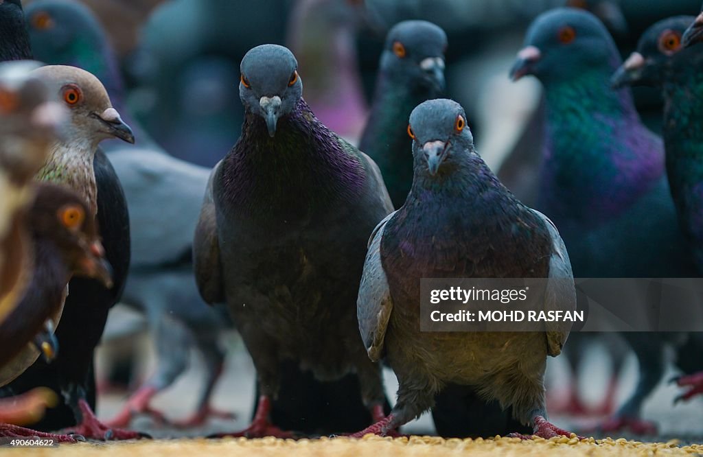 MALAYSIA-ANIMAL-PIGEON