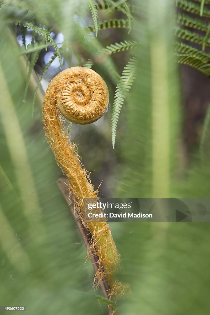 Fern frond unfolding along Devastation Trail.