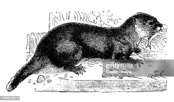 antique illustration of otter (lutra lutra) - european otter stock illustrations