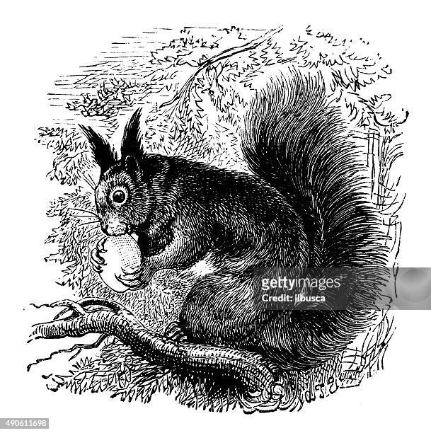 antike illustration ein eichhörnchen sciurus (), essen an einem baum - chipmunk stock-grafiken, -clipart, -cartoons und -symbole