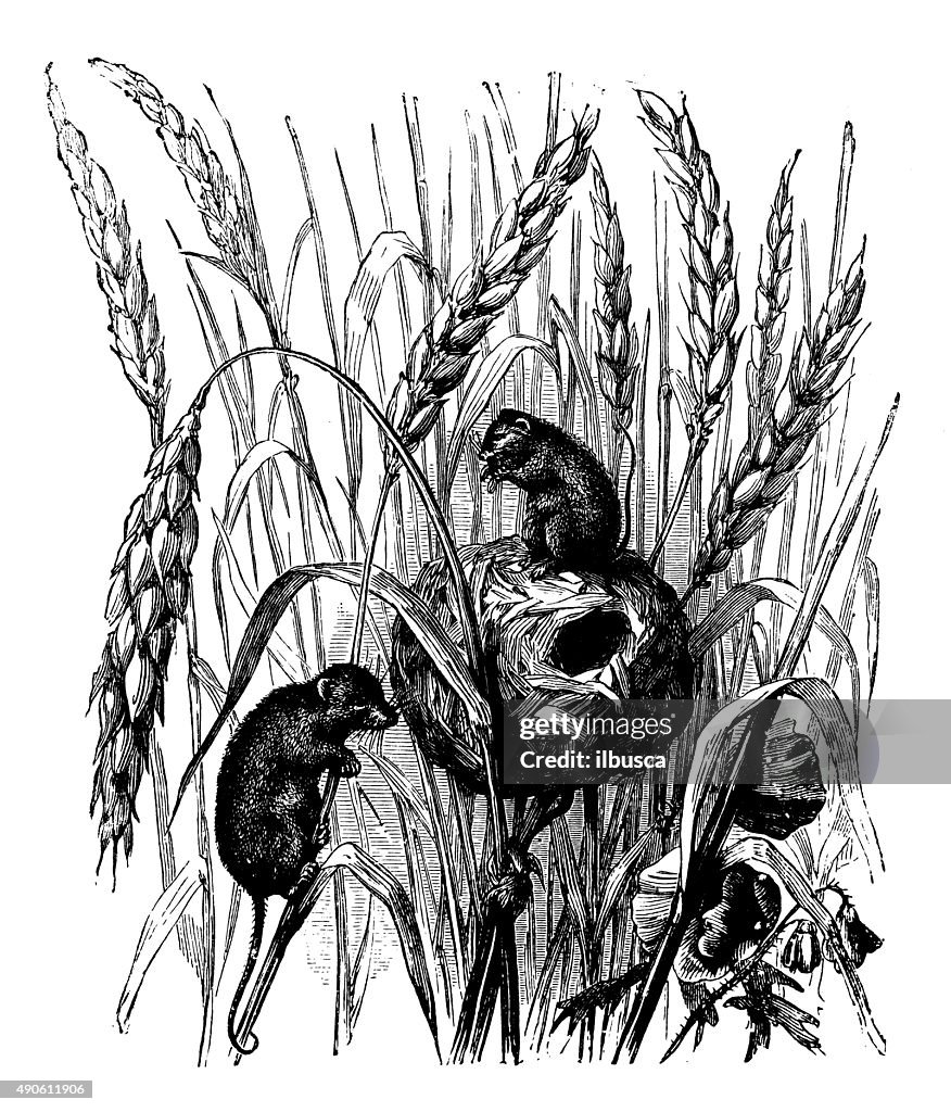 Antique illustration of harvest mice (Micromys minutus) and their nest