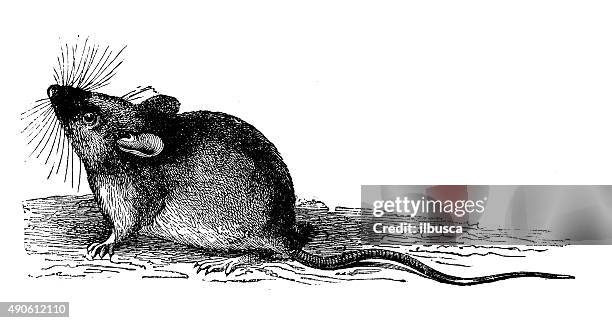 ilustraciones, imágenes clip art, dibujos animados e iconos de stock de anticuario ilustración de madera o ratón de campo de cola larga (apodemus sylvaticus - field mouse