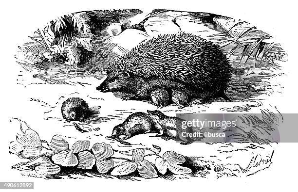 antique illustration of hedgehog with its puppies - 樹籬 幅插畫檔、美工圖案、卡通及圖標