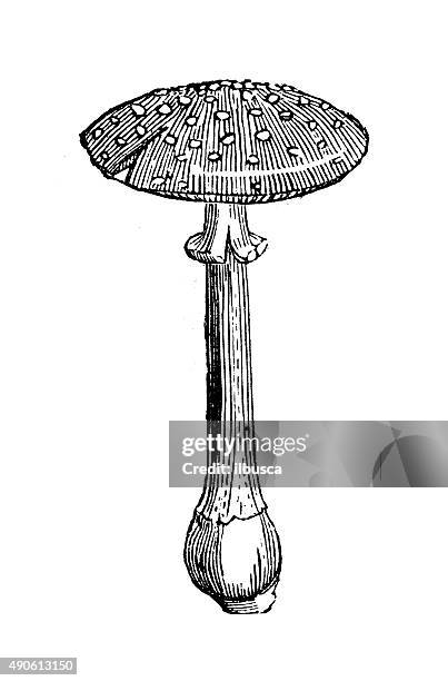antique illustration of fly agaric or fly amanita (amanita muscaria) - porcelain agaric stock illustrations