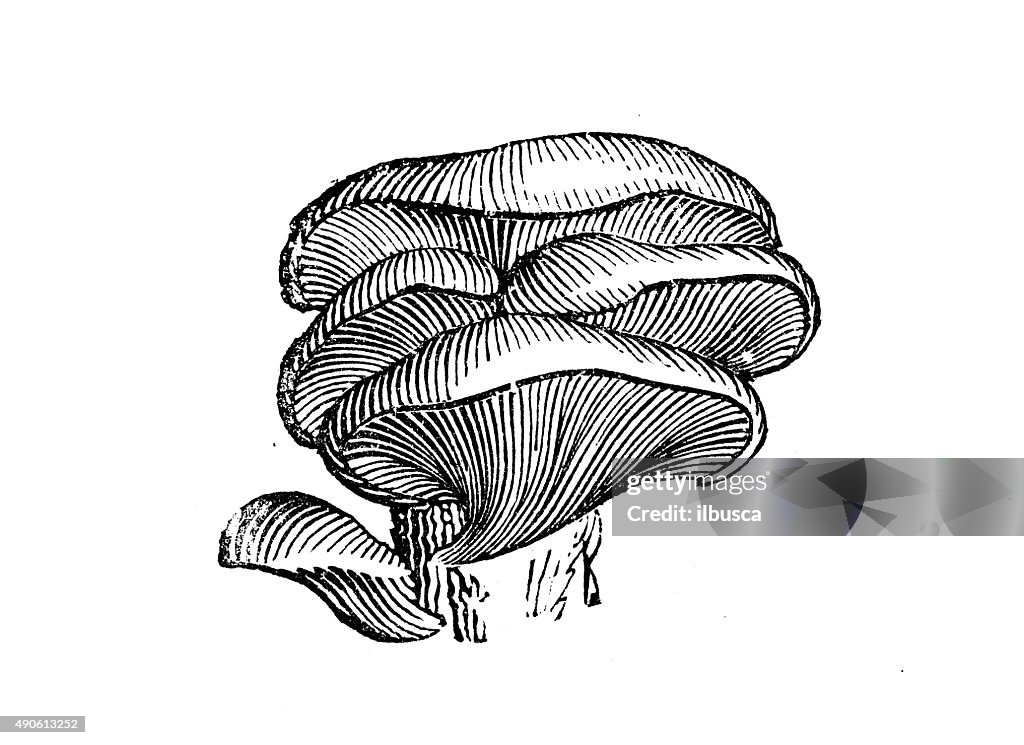 Ancienne illustration de Pleurote (Pleurotus ostreatus