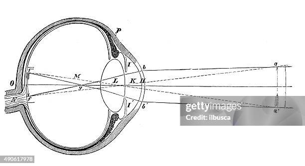 antikes medizinische wissenschaftliche illustrationen hoher auflösung: menschliches auge - human eye stock-grafiken, -clipart, -cartoons und -symbole