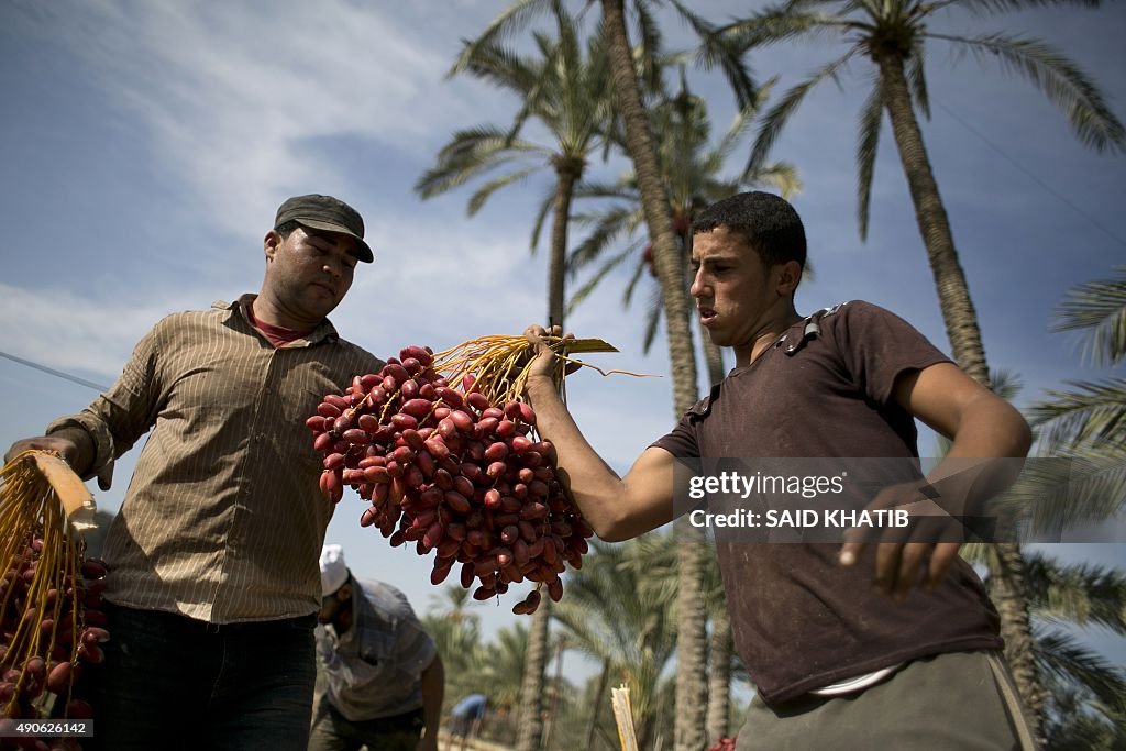 PALESTINIAN-GAZA-AGRICULTURE-DATES