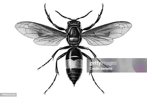 ilustraciones, imágenes clip art, dibujos animados e iconos de stock de avispa - abejorro