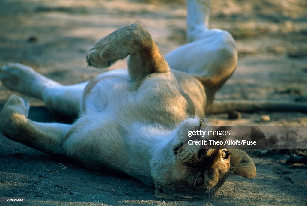 Lioness lying on the back