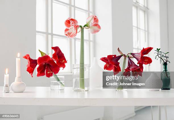 amaryllis flowers on windowsill - amaryllis stock-fotos und bilder
