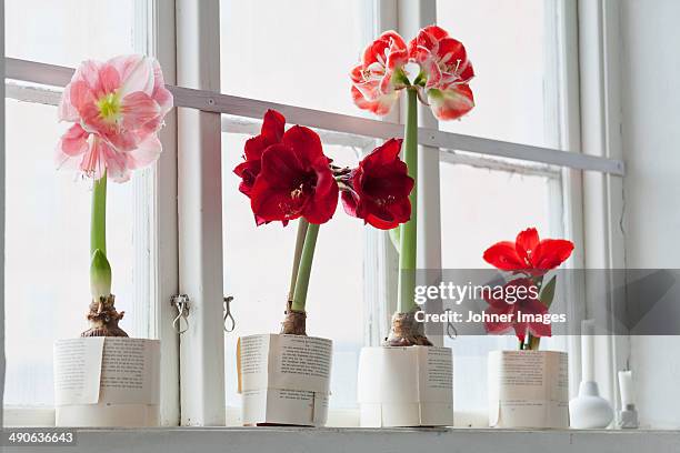 amaryllis flowers on windowsill - amaryllis family stock pictures, royalty-free photos & images