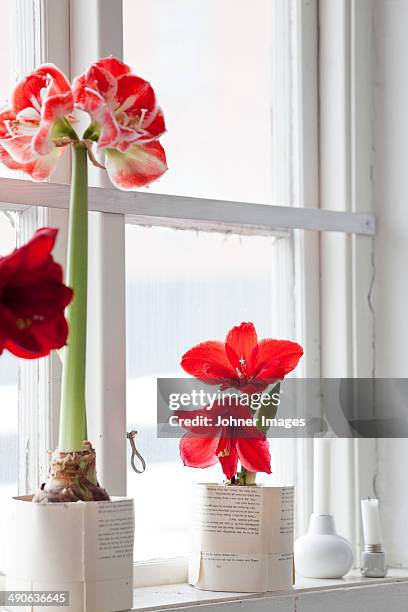 amaryllis flowers on windowsill - amaryllis family stock pictures, royalty-free photos & images