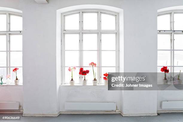 amaryllis flowers on windowsill - amaryllis family stock pictures, royalty-free photos & images