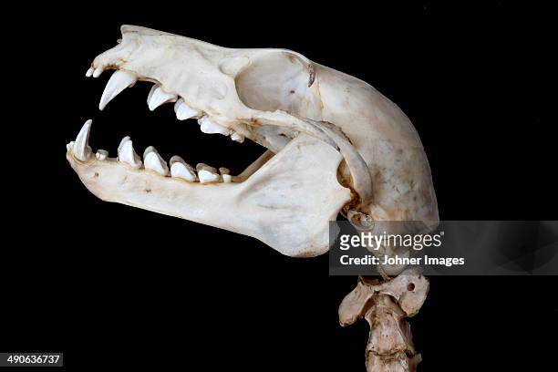 skull of indian flying fox on black background - pteropus giganteus stock pictures, royalty-free photos & images