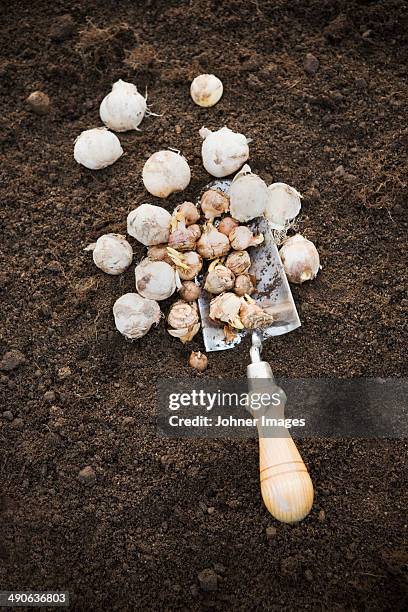 high angle view of garden spade with bulbs - onion family stock pictures, royalty-free photos & images