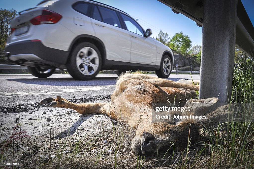 Dead deer on side of road, close-up