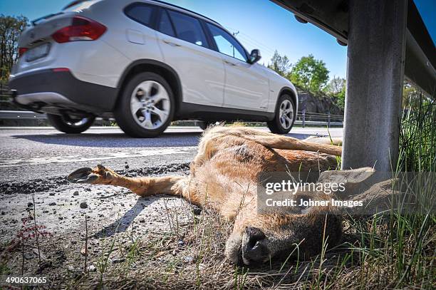 dead deer on side of road, close-up - roadkill 個照片及圖片檔