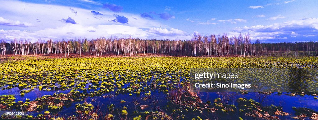 Heilongjiang Dapingtai wetland