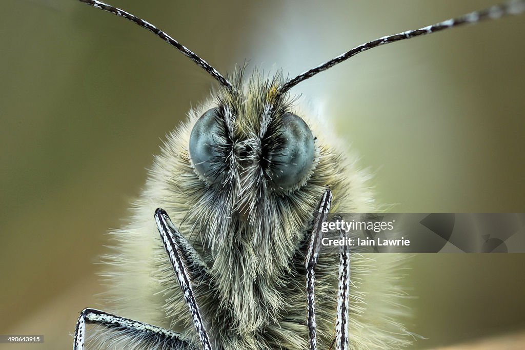 Green-veined white butterfly