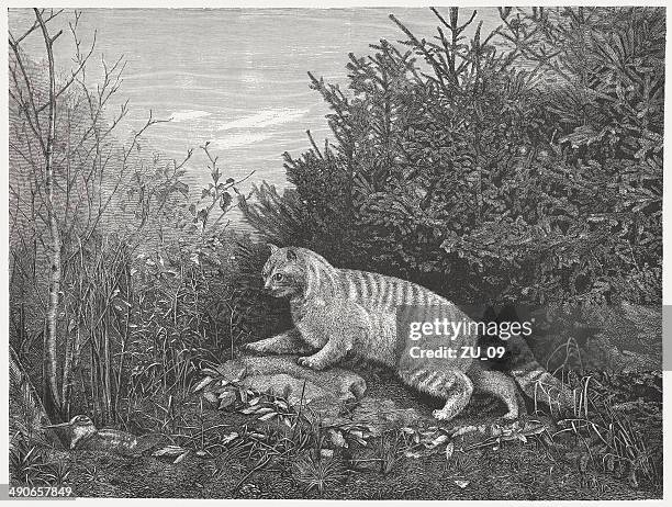 european wildcat (felis silvestris silvestris), wood engraving, published in 1876 - domestic cat stalking stock illustrations