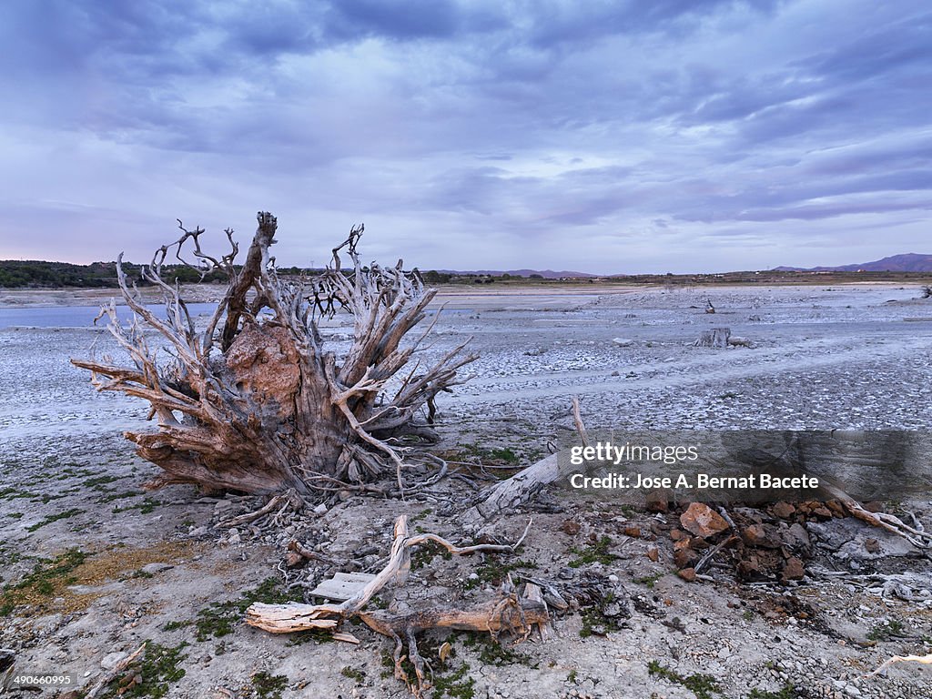 Dry Roots Tree Roots Dry Roots Of A Large Tree On Desert Soil High-Res Stock Photo - Getty ...