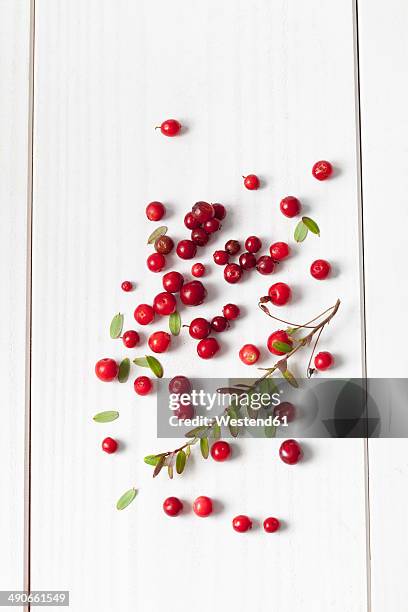 cranberries (vaccinium vitis-idaea), twig and leaves on white wooden table - fruta baya fotografías e imágenes de stock