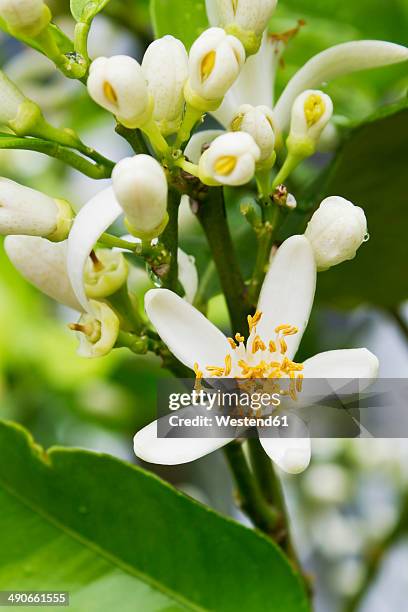 germany, rhineland-palatinate, lemon tree (citrus × limon), flowers, close-up - zagara foto e immagini stock