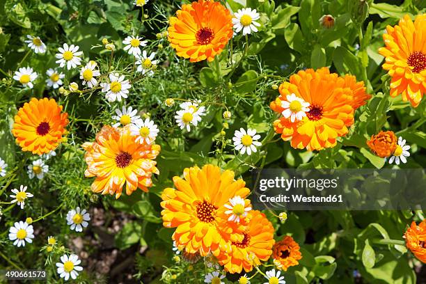 germany, rhineland-palatinate, pot marigold (calendula officinalis) and chamomile (matricaria chamomilla) - calendula officinalis stock pictures, royalty-free photos & images