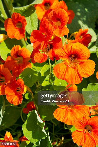 germany, rhineland-palatinate, nasturtium (tropaeolum majus) - nasturtium stockfoto's en -beelden