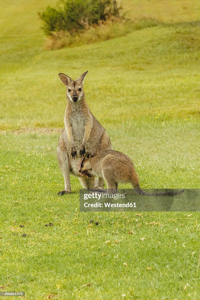 Australia, Hawks Nest, kangoroos (Macropus giganteus) on golf course