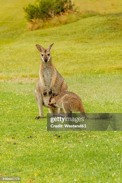 Australia Hawks Nest Kangoroos On Golf Course High-Res Stock Photo