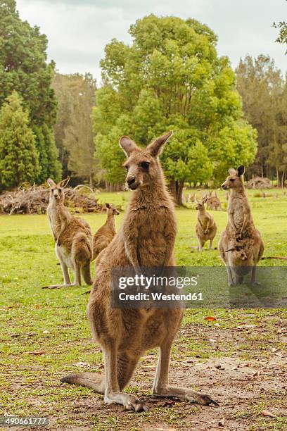 australia, new south wales, kangoroos, some with joey (macropus giganteus) on meadow - joey stock pictures, royalty-free photos & images