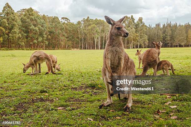 australia, new south wales, kangoroos, some with joey (macropus giganteus) on meadow - joey kangaroo photos et images de collection